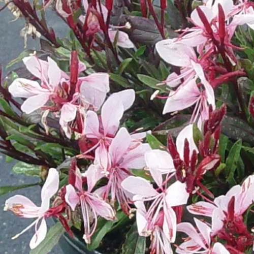 Gaura Gaudi Pink de vânzare la ghiveci ❤️ FloraPris