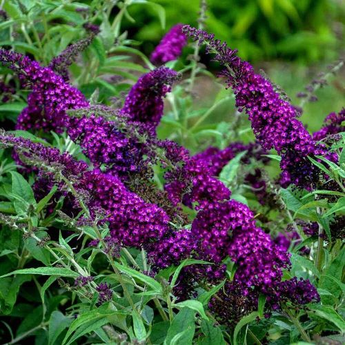 Liliac de vară violet de vânzare la ghiveci, preț avantajos❤️ FloraPris