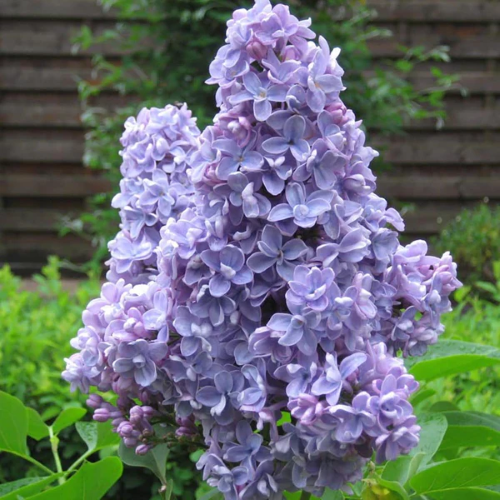 Liliac mov-albastru de vânzare, la ghiveci ❤️ FloraPris