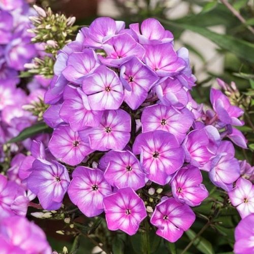 Phlox Olympus de vanzare la ghiveci cu preț bun ❤️ FloraPris