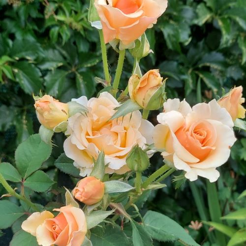 Trandafir Avalanche Peach de vânzare la ghiveci ❤️ FloraPris