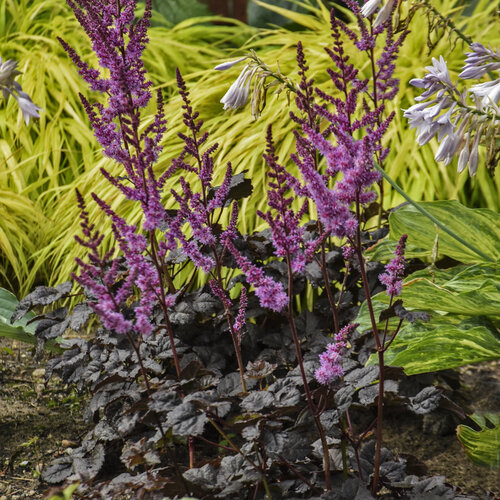 Astilbe Darkside of The Moon de vânzare la ghiveci, preț bun ❤️ FloraPris