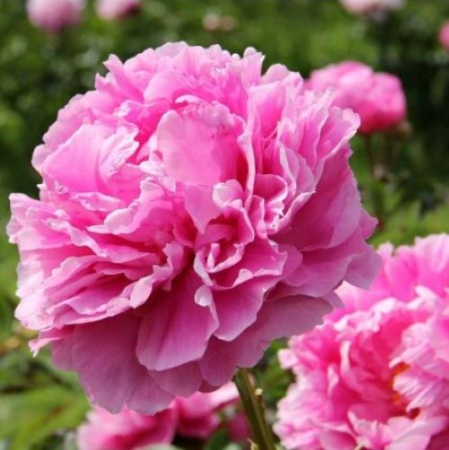 Bujor roz de vânzare la ghiveci, cca 70 cm. Preț bun ❤️ FloraPris