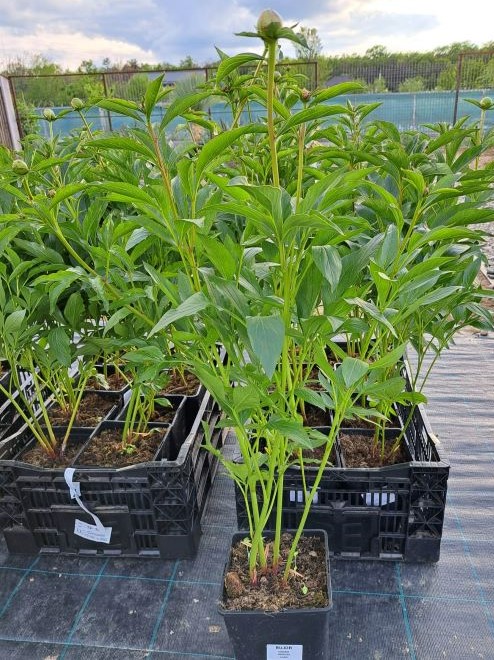 Bujori albi de vânzare la ghiveci ❤️ FloraPris Bujori albi de vânzare la ghiveci ❤️ FloraPris