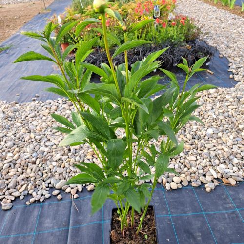 Bujori albi de vânzare ❤️ FloraPris Bujori albi de vânzare ❤️ FloraPris