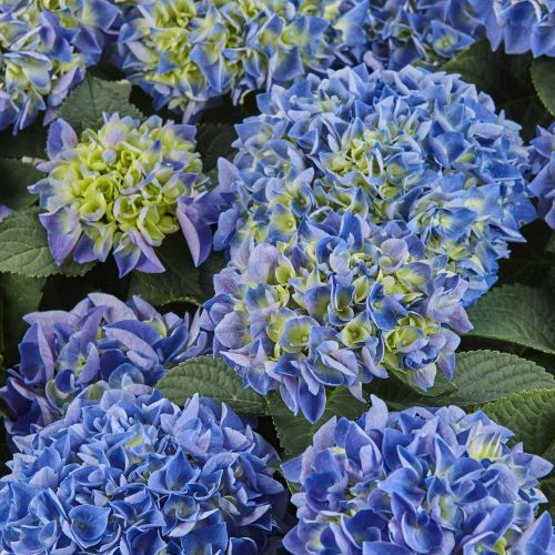 Hortensie albastră CANDY HEART BLUE, în ghiveci ❤️ FloraPris