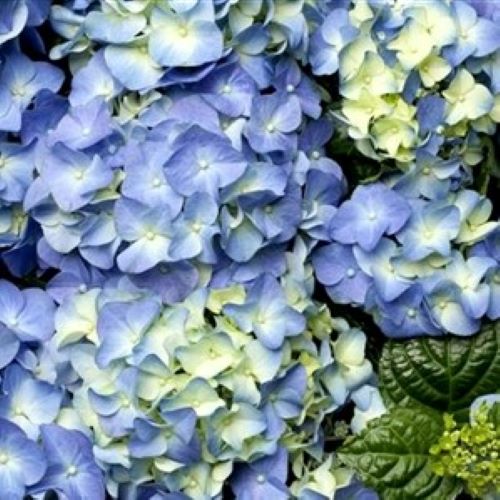 Hortensie albastră CANDY HEART BLUE, în ghiveci. Preț bun ❤️ FloraPris