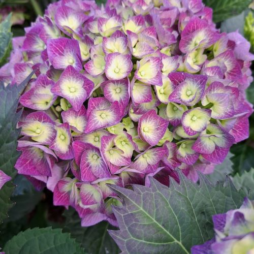Hortensie violet de vânzare în ghiveci ❤️ FloraPris