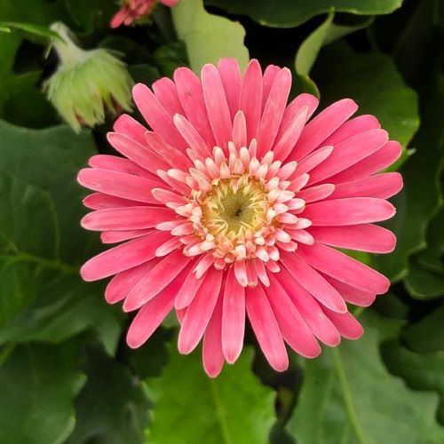 Gerbera Sweet Memories ❤️ FloraPris Gerbera Sweet Memories ❤️ FloraPris