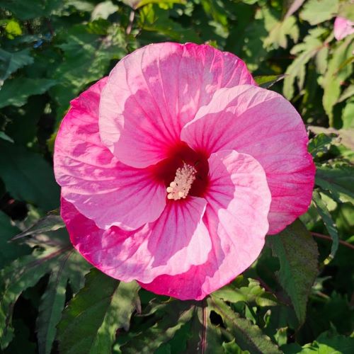 Carousel Pink Roses Hibiscus Carousel Pink Candy de vanzare, preț bun ️ FloraPris