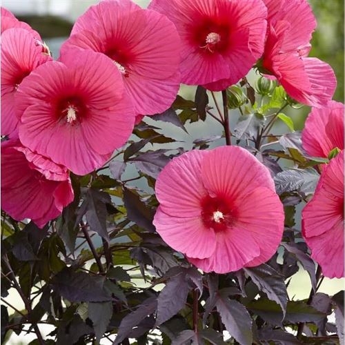 Carousel Pink Roses Hibiscus Carousel Pink Candy de vanzare, preț bun ️ FloraPris