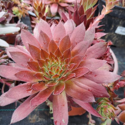 Sempervivum Draco de vânzare la ghiveci ❤️ FloraPris