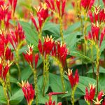 Spigelia Marilandica Little Redhead de vânzare, preț bun ❤️ FloraPris