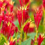 Spigelia Marilandica Little Redhead de vânzare ❤️ FloraPris
