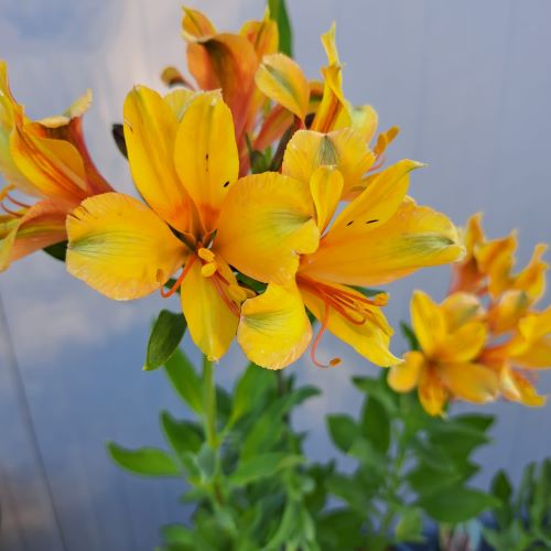 Alstroemeria Summer Samba Tessumsam ❤️ FloraPris