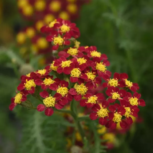 Achillea Mily Rock Red de vânzare la ghiveci ❤️ FloraPris