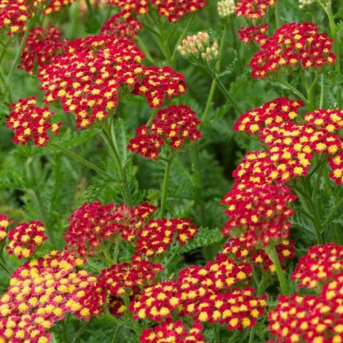 Achillea Mily Rock Red de vânzare ❤️ FloraPris