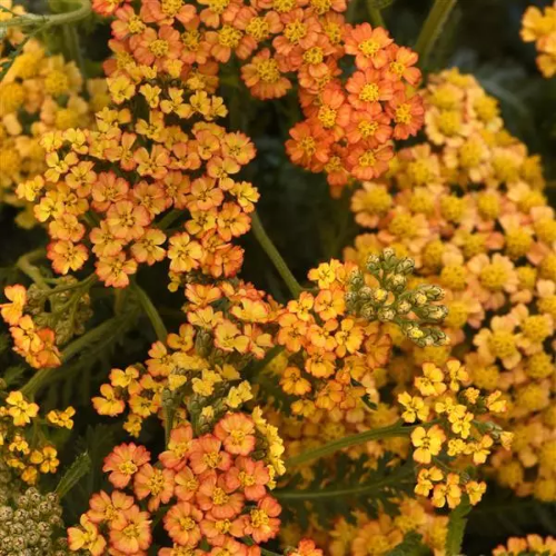 Achillea Mily Rock Terracotta de vânzare la ghiveci ❤️ FloraPris