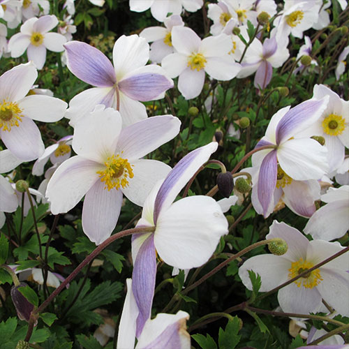 Anemone Elfin Swan de vânzare la ghiveci ❤️ FloraPris