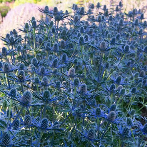 Eryngium Zabelii Big Blue de vânzare ❤️ FloraPris