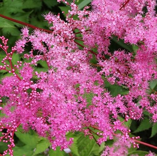 Filipendula Kahome de vânzare la ghiveci cu preț bun ❤️ FloraPris