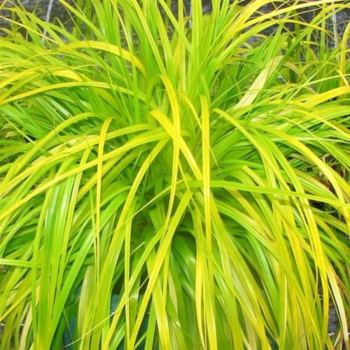 Iarba decorativă Carex de vanzare la ghiveci cu pret bun ❤️ FloraPris