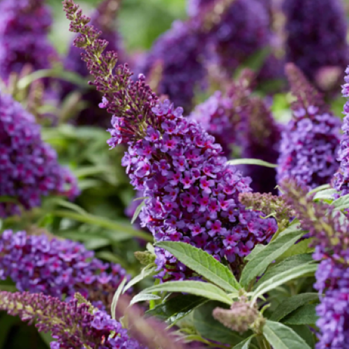 Liliac de vară mov de vânzare la ghiveci, preț bun ❤️ FloraPris