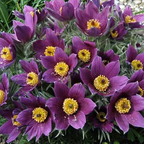 Pulsatilla Violet Shades de vânzare la ghiveci, preț bun ❤️ FloraPris
