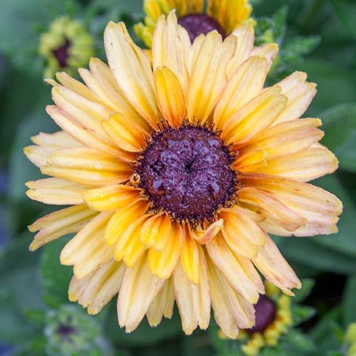 Rudbeckia Flamenco Vanilla de vânzare ❤️ FloraPris