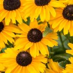 Rudbeckia Little Beckia Sunshine de vânzare ❤️ FloraPris