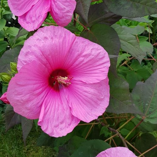 Hibiscus Moscheutos roz de vânzare la ghiveci, preț bun ❤️ FloraPris