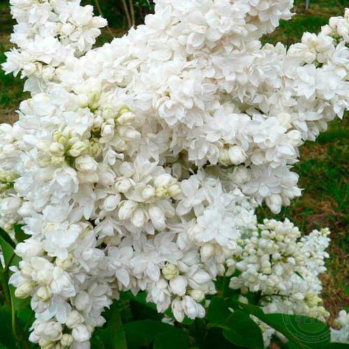 Liliac Alb Alice Harding la ghiveci. Preț avantajos ️ FloraPris