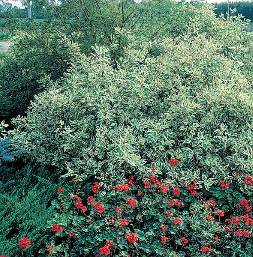 Cornus Alba Elegantissima de vanzare 60-80 cm, pret bun ❤️ FloraPris