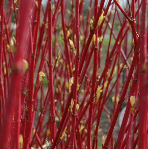 Cornus Alba Elegantissima de vanzare ❤️ FloraPris