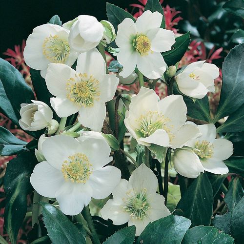 Helleborus alb de vânzare cu preț bun. Perene de umbră ❤️ FloraPris