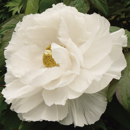 Bujor arbustiv White la ghiveci, 10-12 ramuri ❤️ FloraPris