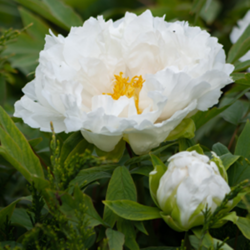 Bujor arbustiv White la ghiveci de 12 l, 10-12 ramuri ❤️ FloraPris