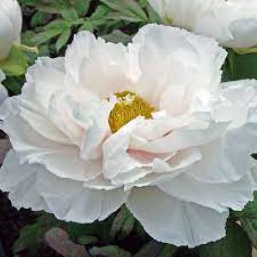 Bujori arbustivi White la ghiveci, 5-7 ramuri ❤️ FloraPris