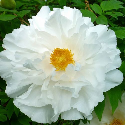 Bujori arbustivi White la ghiveci de 6l ❤️ FloraPris