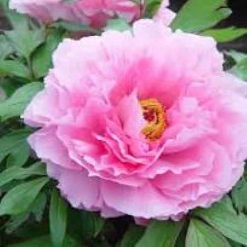 Bujori arbustivi roz de vanzare la ghiveci, 10-12 ramuri ❤️ FloraPris