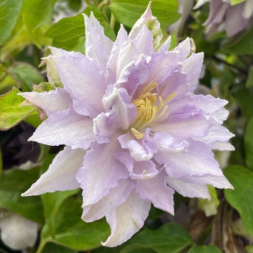 Clematis Dancing King la ghiveci 5l, 1,2 m ❤️ FloraPris