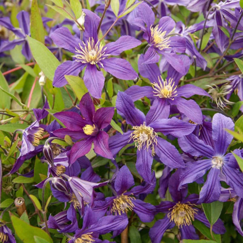 Clematis Missisippi River la ghiveci 5l, 1,2 m ❤️ FloraPris