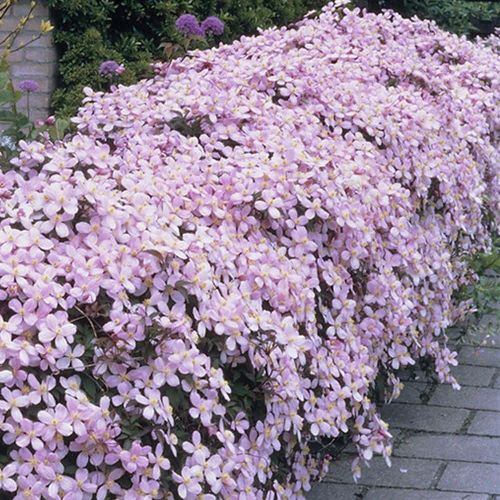 Clematis Montana Rubens de vanzare la ghiveci 5l, 1,4 m, preț bun ❤️ FloraPris