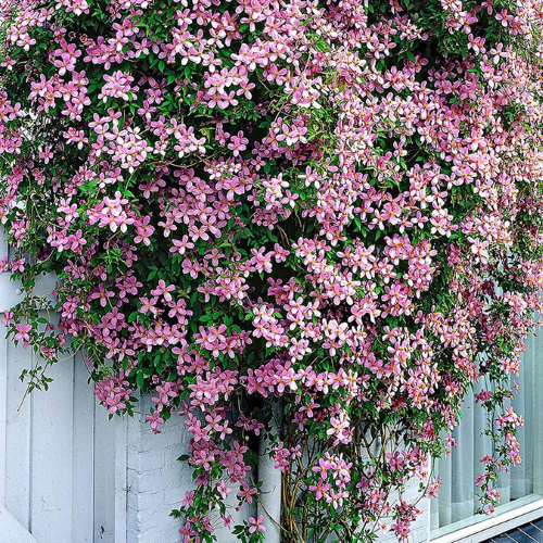 Clematis Montana Rubens la ghiveci 5l, 1,4 m, preț bun ❤️ FloraPris