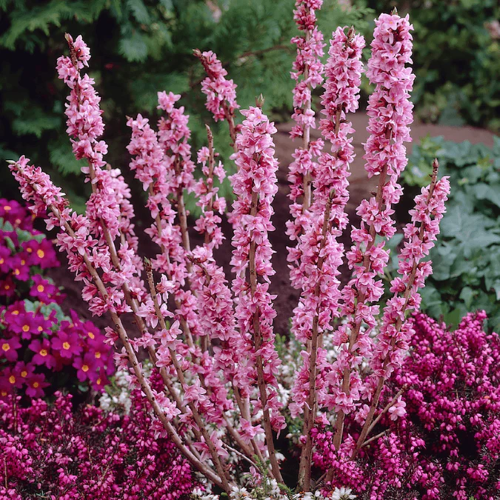 Daphne Rubra de vânzare la ghiveci 4l ❤️ FloraPris