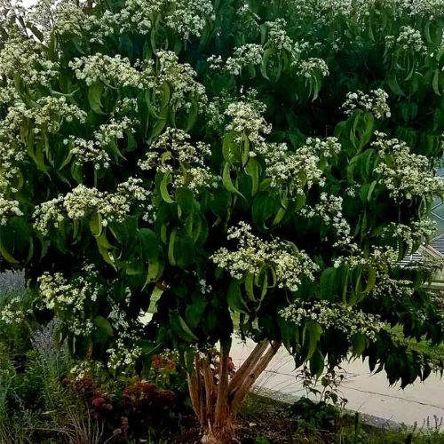 Heptacodium Tiansan de vanzare la ghiveci, cca 130 cm ❤️ FloraPris