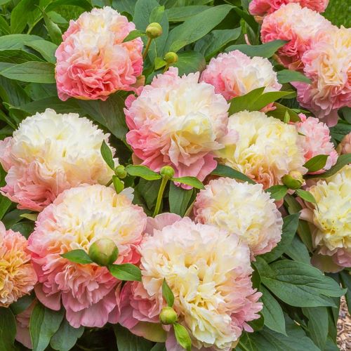 Paeonia Lois Choice la ghiveci cu preț bun ❤️ FloraPris