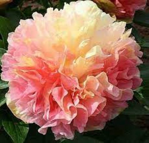 Paeonia Lois Choice la ghiveci preț bun ❤️ FloraPris