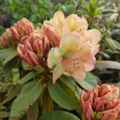 rhododendron 3m Rhododendron PJM ELITE  Nutcracker Nursery & Tree Farm