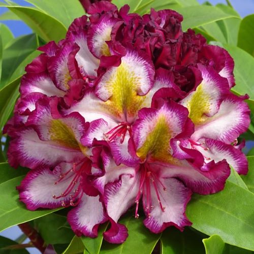 Rhododendron Pushy Purple la ghiveci Pre bun  FloraPris